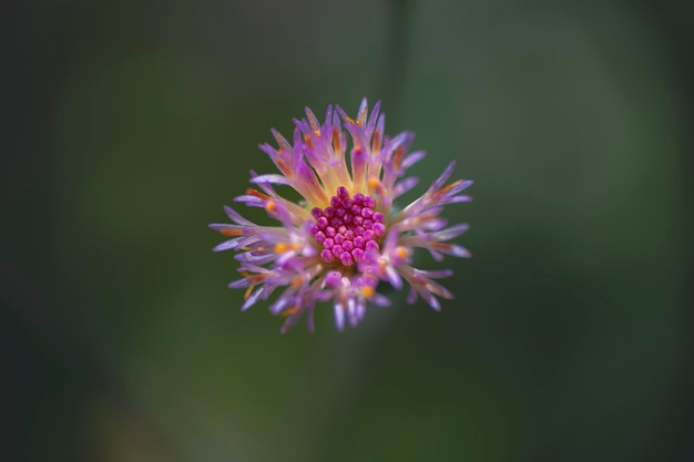 Foto macrofotografía de los colores de una pequeña flor