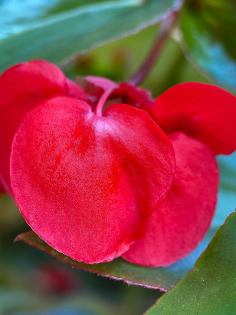 Macrofotografia de pétalas de Begonia sempre florescendo cultural (Begonia semperflorens)