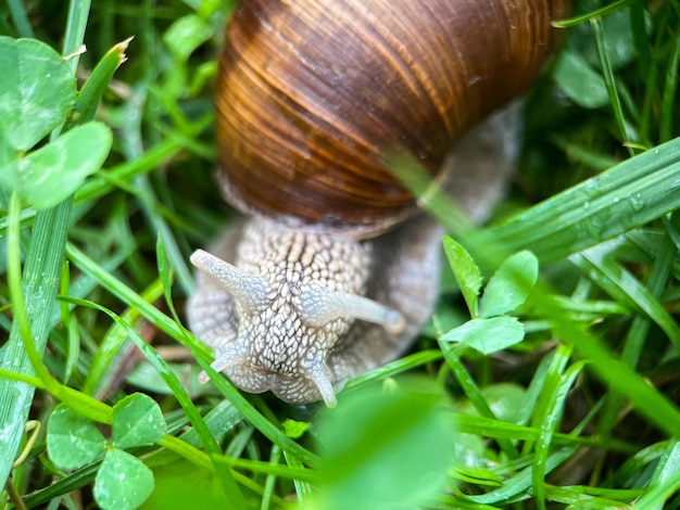 Macrofotografia de um caracol de uva (Latin Helix pomatia)