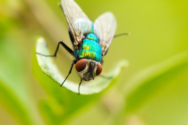 Macrofotografía con mosca