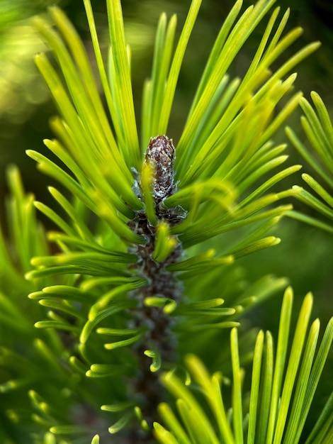 Macrofotografía de pino negro (Pinus mugo). Primer plano de pino enano europeo