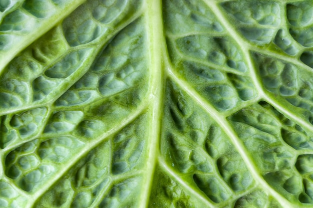 Macrofotografía de textura de hoja de col de col rizada Primer plano de fondo de hoja de col de col rizada Fondo de alimentos