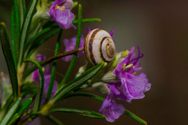 macrofotografía