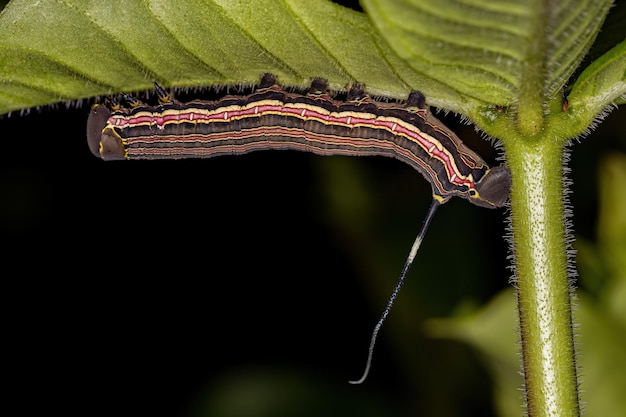 Macroglossine Sphinx Mottenraupe