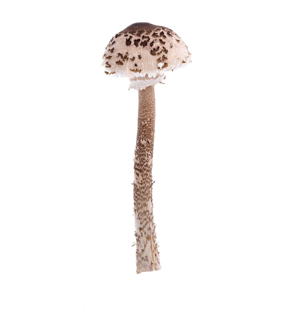 Foto macrolepiota de cogumelo selvagem de floresta em fundo branco