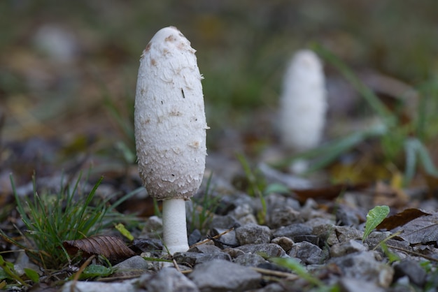 Macrolepiota procera Pilz Macrolepiota procera noch geschlossen zwischen den Steinen