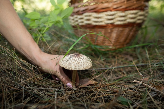 Macrolepiota procera Pilze sammeln im Wald