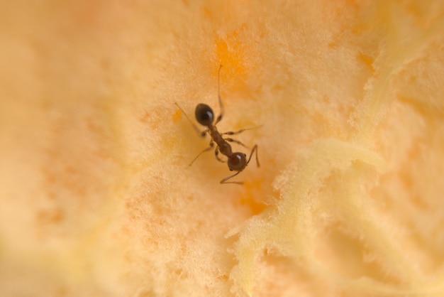 Foto el macromundo hormigas