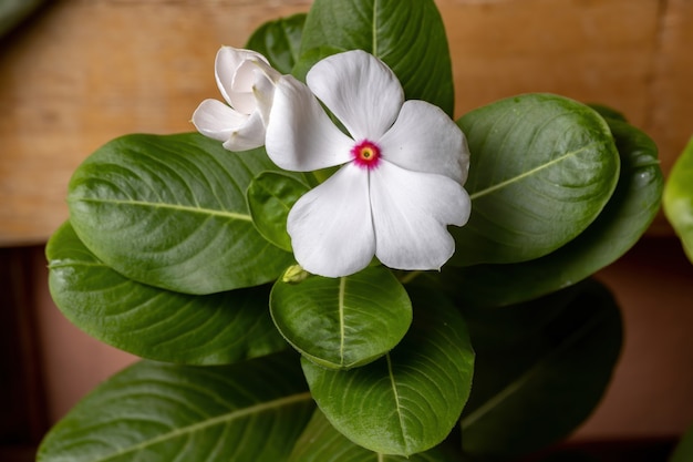 Madagascar Bígaro Planta de la especie Catharanthus roseus