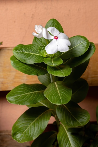 Madagascar Bígaro Planta de la especie Catharanthus roseus