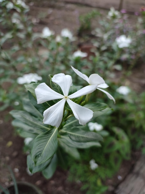 Madagáscar Flores e plantas do jardim