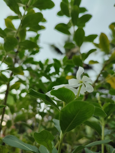 Foto madagáscar flores e plantas do jardim