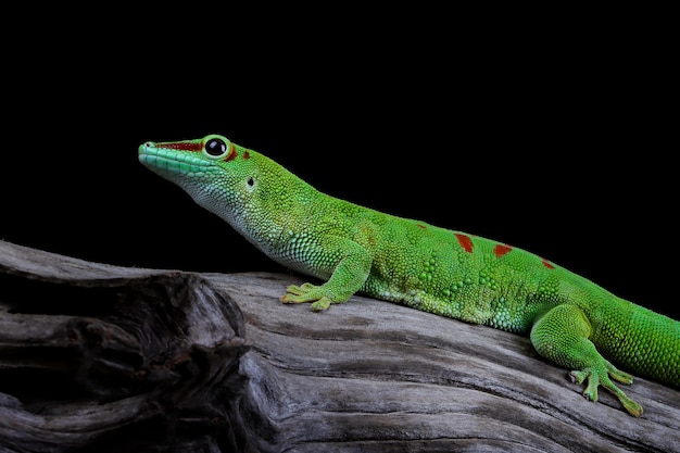 Foto madagascariensis-gecko-nahaufnahme auf zweig mit schwarzem hintergrund