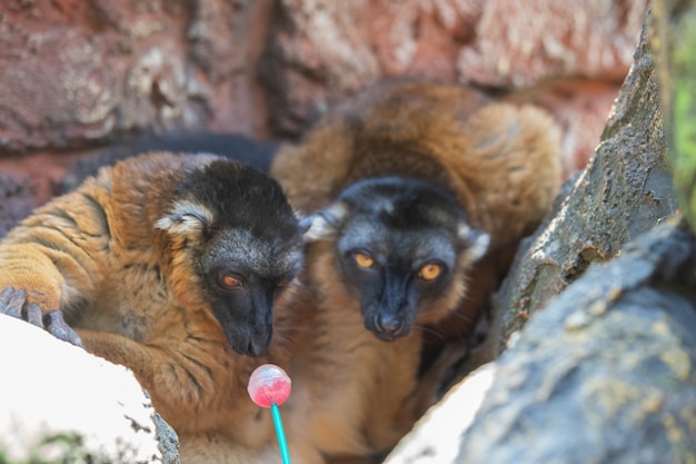 Madagaskar-Braunmaki, der Chupa-Chups isst.