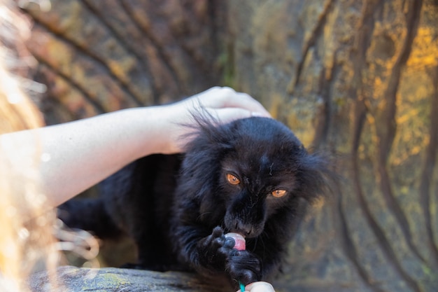 Foto madagaskar schwarzer lemur, der lutscher hautnah isst.