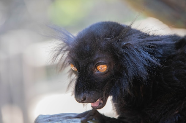 Madagaskar schwarzer Lemur mit Stoßzähnen hautnah.