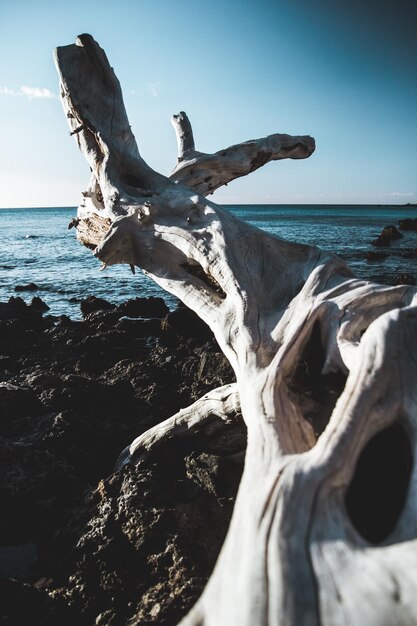 Foto madeira à deriva na praia