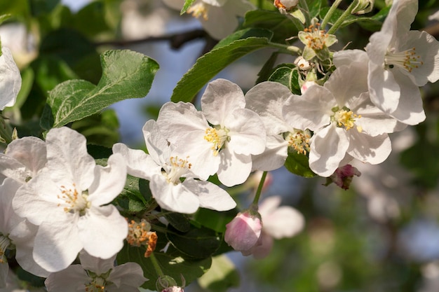 Madeira e flores brancas de macieiras crescendo em um pomar na primavera do ano