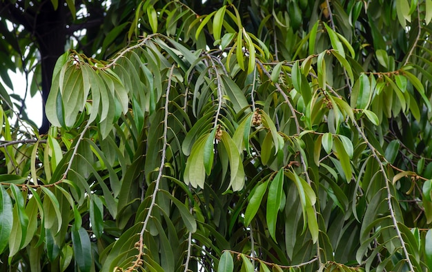 Madeira escura da Indonésia, folhas, sementes e flores verdes de ébano (Diospyros celebica)