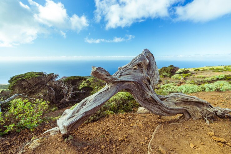Foto madeira flutuante no campo pelo mar contra o céu