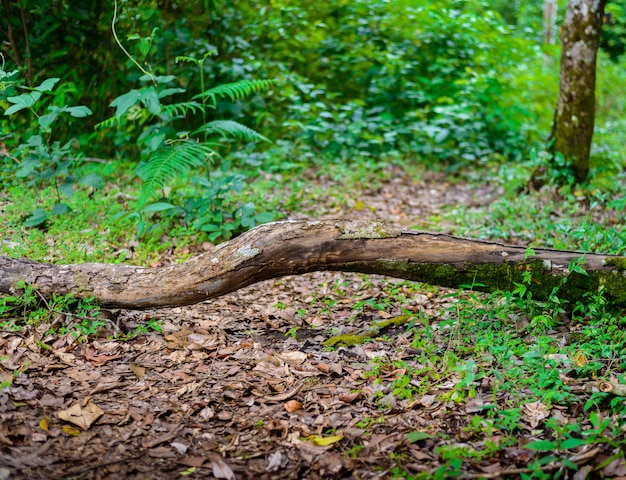 Madeira na floresta