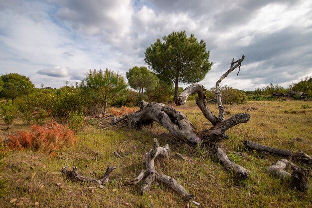 Madeira podre no campo