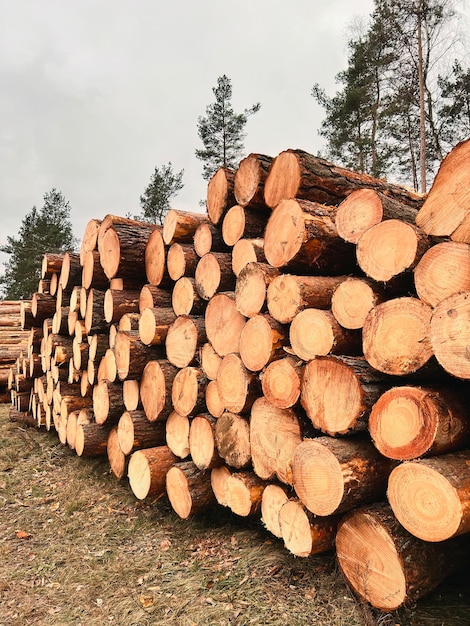 Madeira serrada empilhada na estrada Toras de pinheiro recém-cortadas Conceito de desmatamento e dano ecológico