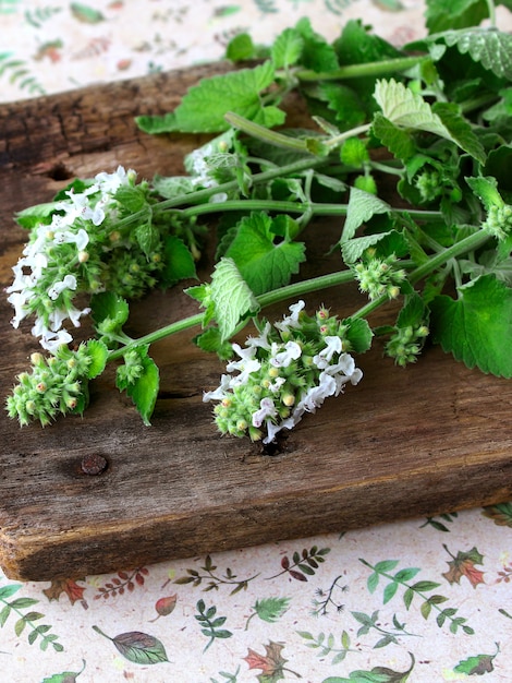 Madeira verde menta