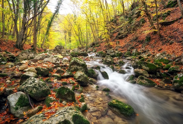 Madeiras de riacho de outono com folhagem de árvores amarelas e rochas na montanha da floresta.