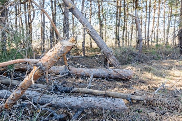 Madera abandonada después del corte. Deforestación ilegal. La influencia del hombre en el medio ambiente. Problemas ambientales. Calentamiento global. Cambio de clima.