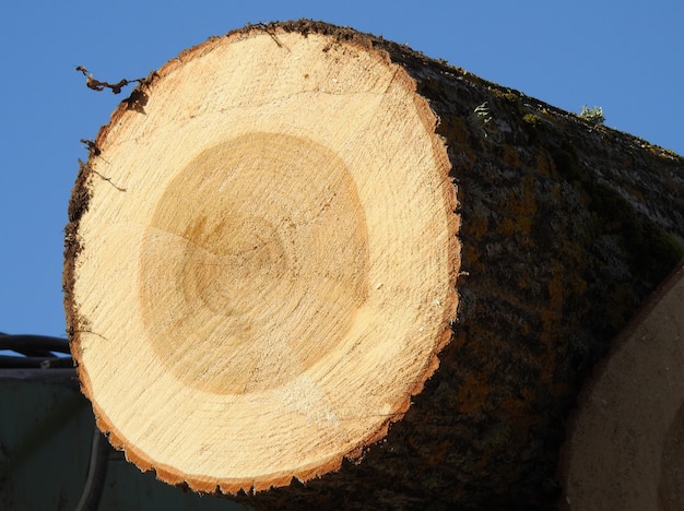 Madera de álamo al sol