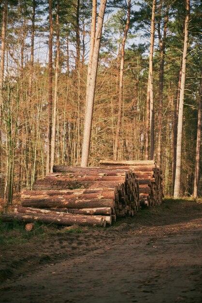 Madera almacenada en montones apilados en el bosque Cerca de troncos de madera ordenados