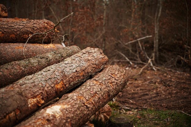 Foto madera almacenada en montones apilados en el bosque cerca de troncos de madera ordenados