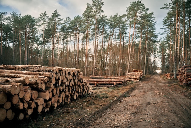 Madera almacenada en montones apilados en el bosque Cerca de troncos de madera ordenados