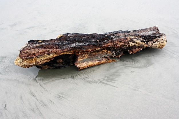 madera en la arena de la playa