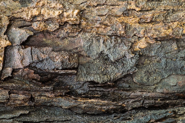 Madera de corteza de textura mojada