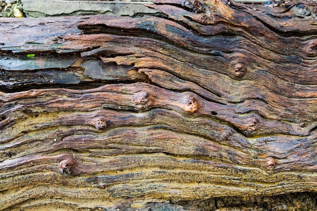 Madera de corteza de textura mojada