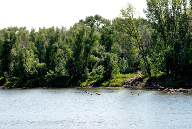 Madera en la costa del río tranquilo