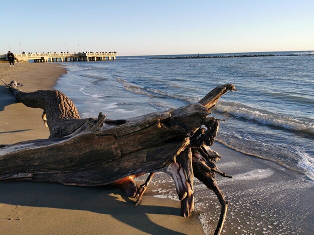 Madera a la deriva en la playa contra un cielo despejado