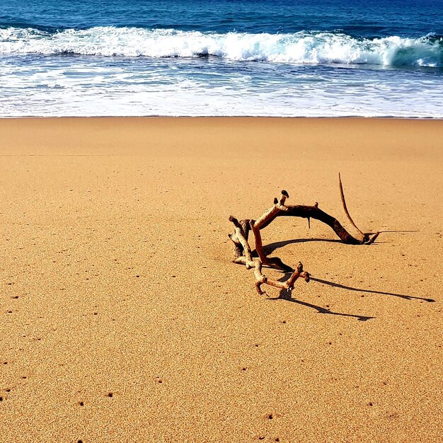 Foto madera a la deriva en la playa