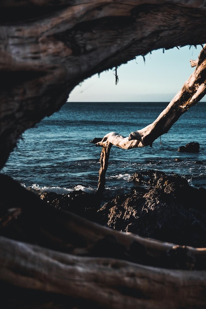 Foto madera a la deriva en la playa