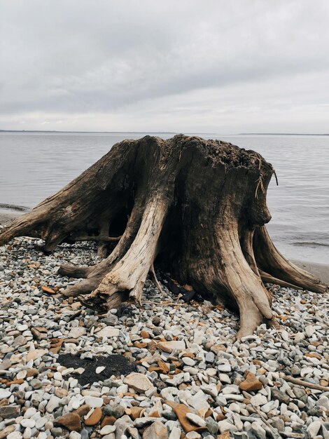 Foto madera a la deriva en la playa