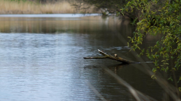 madera a la deriva que sobresale del agua del lago