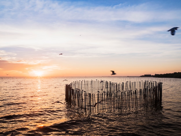 madera de madera para pájaros de gaviota en forma de corazón en el mar