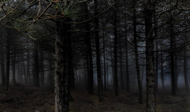 Foto madera oscura y aterradora