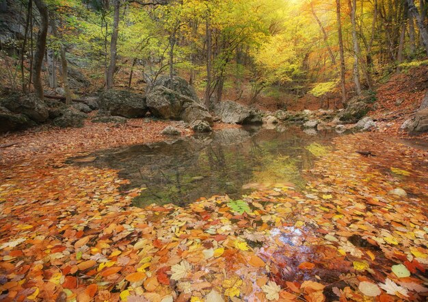 Foto la madera de otoño y las hojas húmedas en el lago