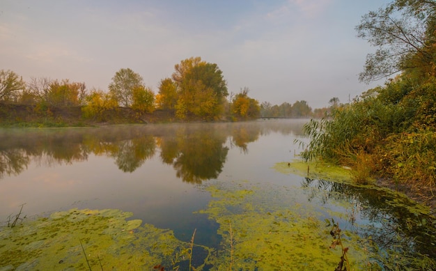 Madera de otoño en la orilla del río