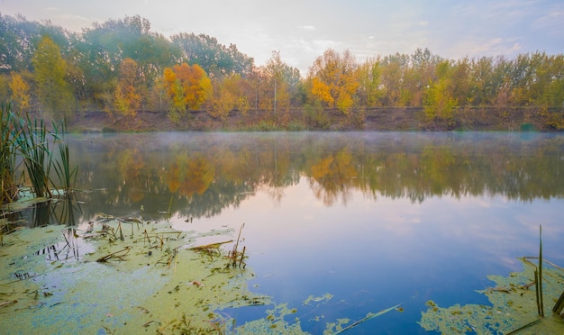 Madera de otoño en la orilla del río