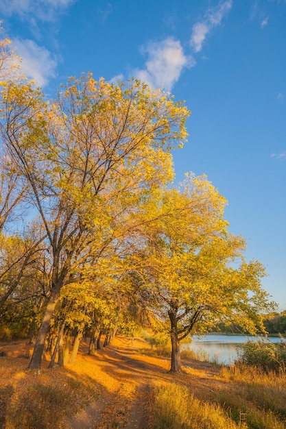 Madera de otoño en la orilla del río