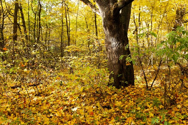 la madera de otoño